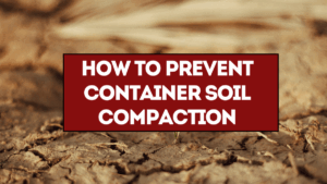 How to Prevent Container Soil Compaction: 7 Easy Fixes