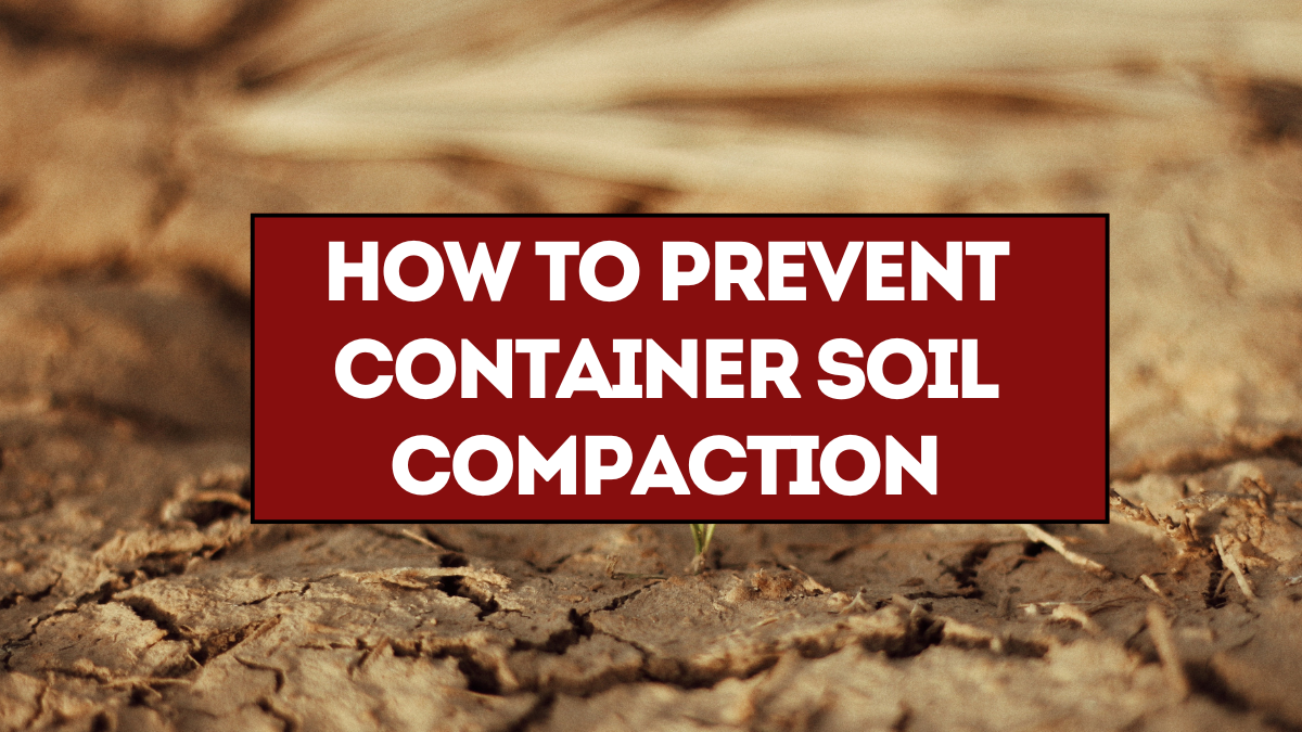 How to Prevent Container Soil Compaction: 7 Easy Fixes