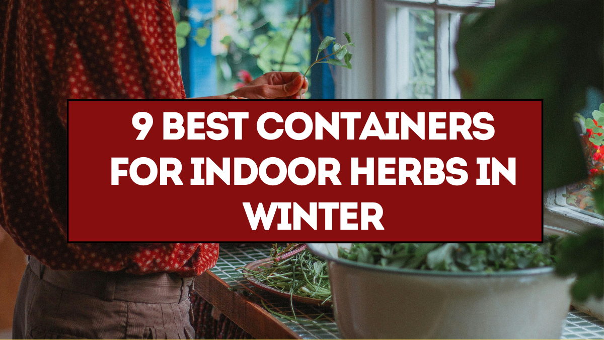 9 Best Containers for Indoor Herbs in Winter (Drainage + Size Guide)