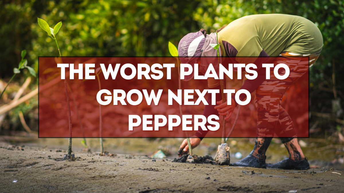 The Worst Plants to Grow Next to Peppers—and What to Plant Instead