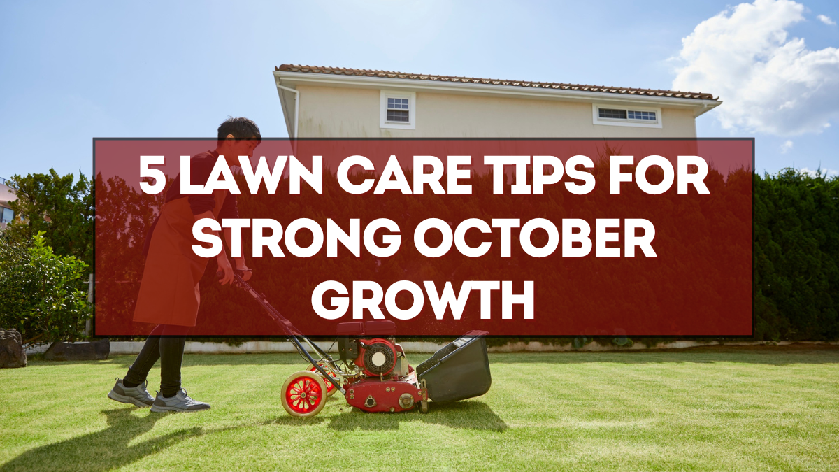 5 Lawn Care Tips for Strong October Growth (Without Overwatering)