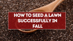 How to Seed a Lawn Successfully in Fall: Step-by-Step + Timeline