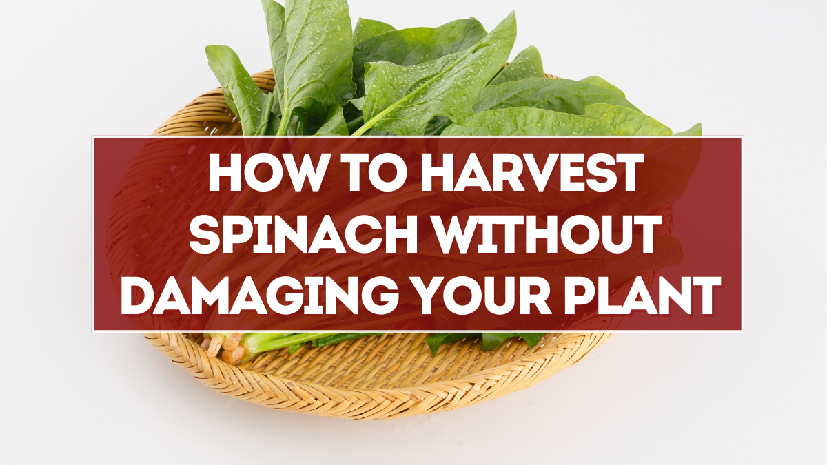How to Harvest Spinach Without Damaging Your Plant (Cut-and-Come-Again)