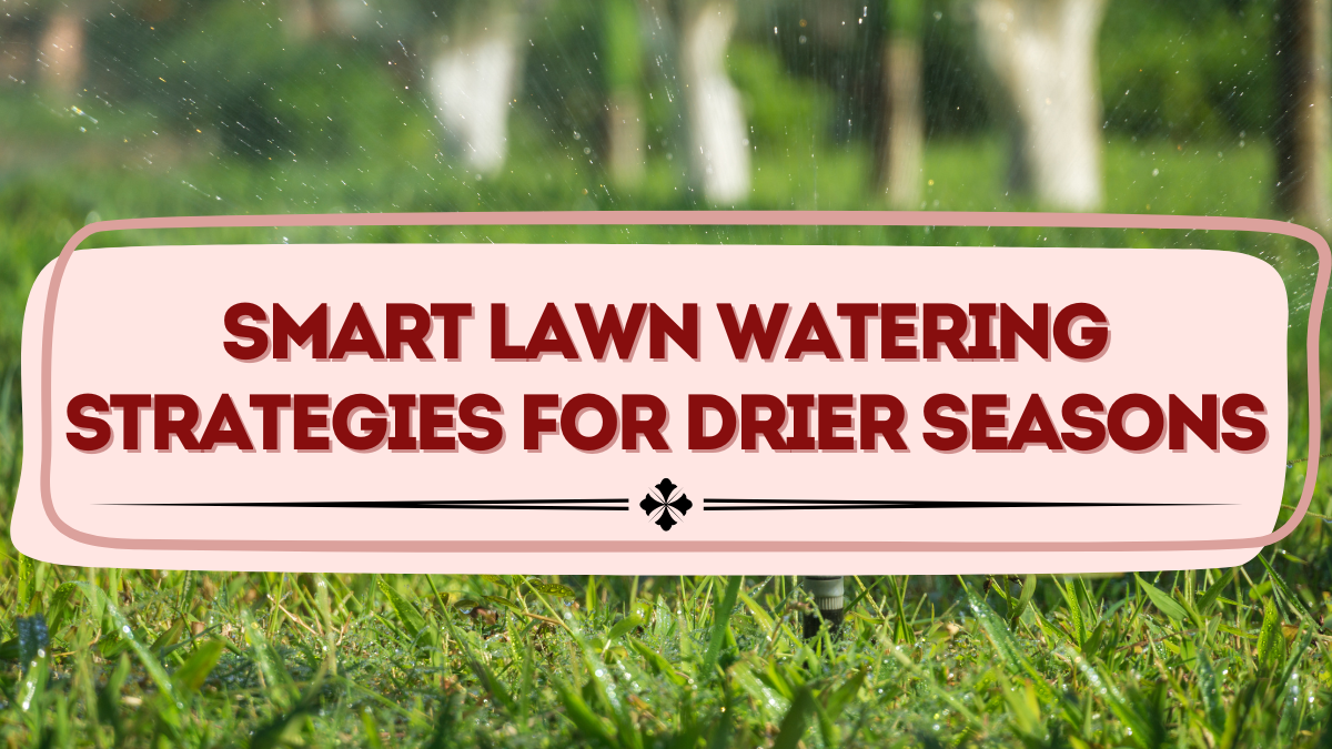 Smart Lawn Watering Strategies for Drier Seasons