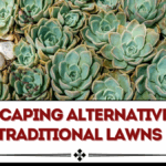 Xeriscaping Alternatives to Traditional Lawns