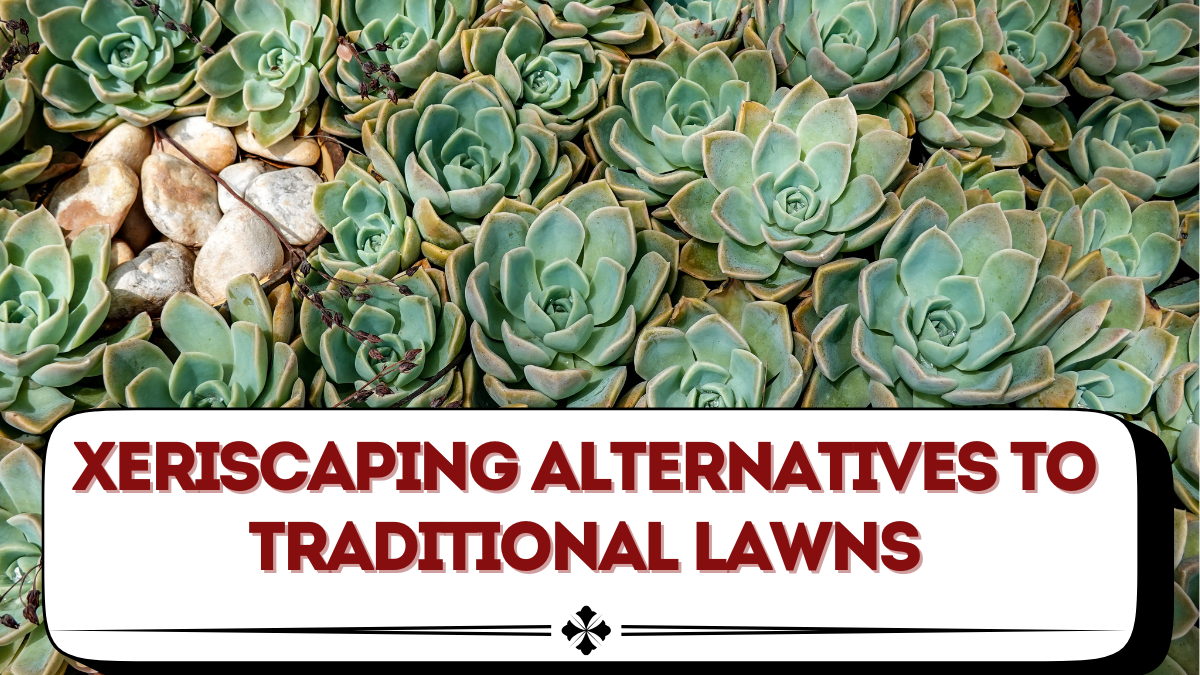 Xeriscaping Alternatives to Traditional Lawns