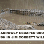 Tiger narrowly escaped crocodile ambush in Jim Corbett wildlife