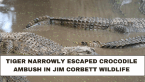Tiger narrowly escaped crocodile ambush in Jim Corbett wildlife