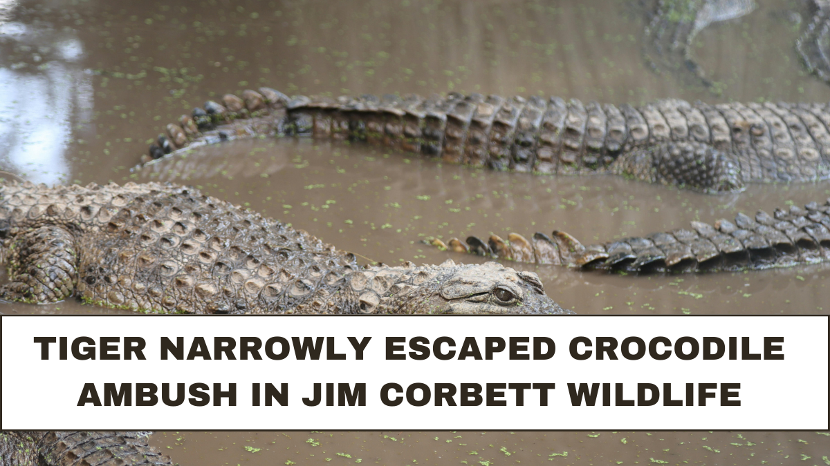 Tiger narrowly escaped crocodile ambush in Jim Corbett wildlife