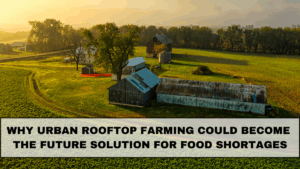 Why Urban Rooftop Farming Could Become the Future Solution for Food Shortages