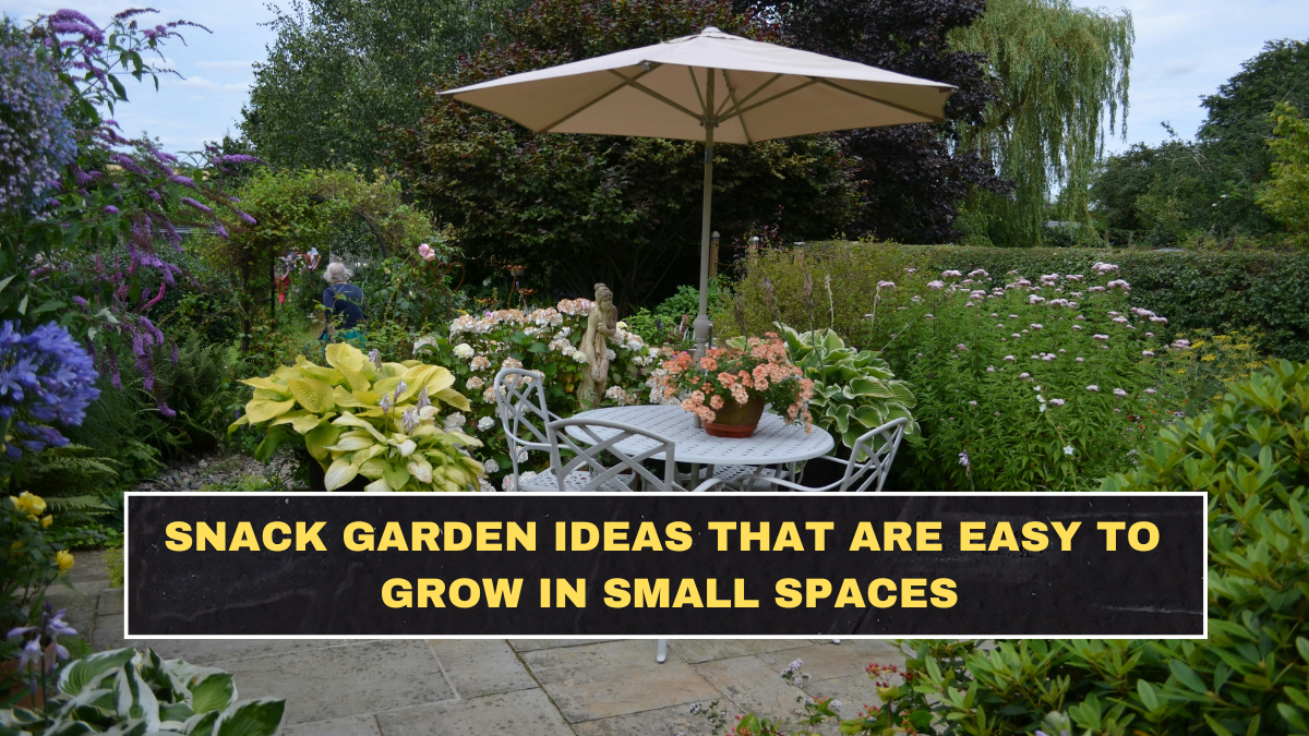 Snack Garden Ideas That Are Easy to Grow in Small Spaces