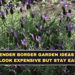 Lavender Border Garden Ideas That Look Expensive but Stay Easy