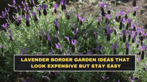 Lavender Border Garden Ideas That Look Expensive but Stay Easy