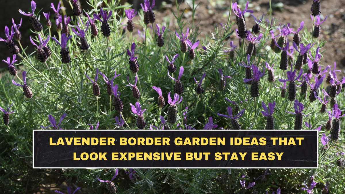 Lavender Border Garden Ideas That Look Expensive but Stay Easy