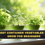 Best Container Vegetables to Grow for Beginners