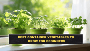 Best Container Vegetables to Grow for Beginners