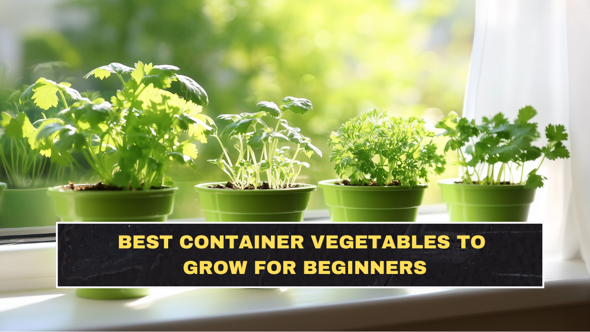 Best Container Vegetables to Grow for Beginners